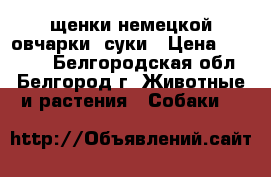 щенки немецкой овчарки -суки › Цена ­ 10 000 - Белгородская обл., Белгород г. Животные и растения » Собаки   